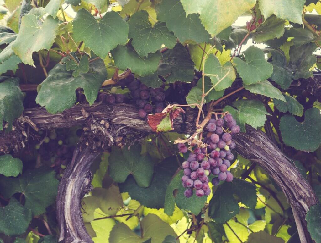 Grapes on a vine from a winery