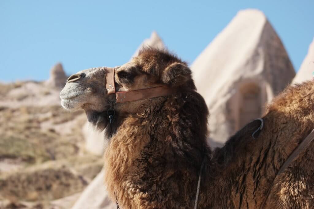 Camel head portrait.