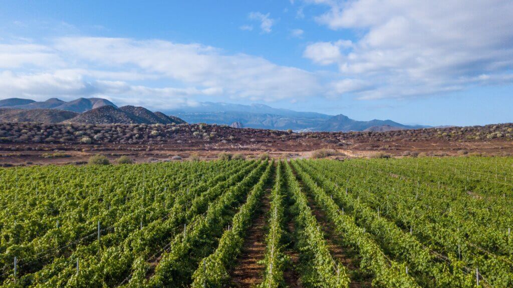 Tenerife vineyard panorama from drone. Beautiful landscape of stright rows, lines pattern